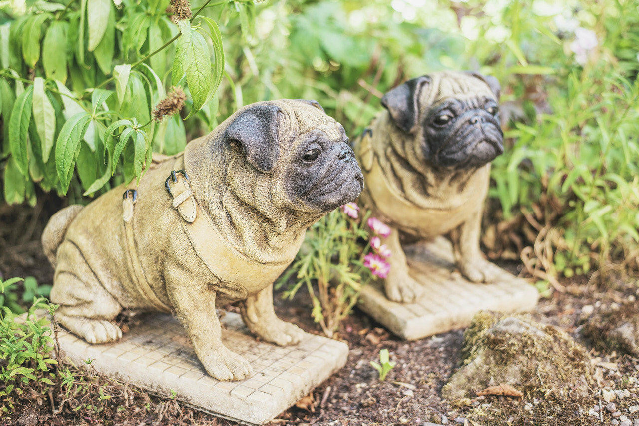 Pair of Full Size Sitting Pugs Stone Statues