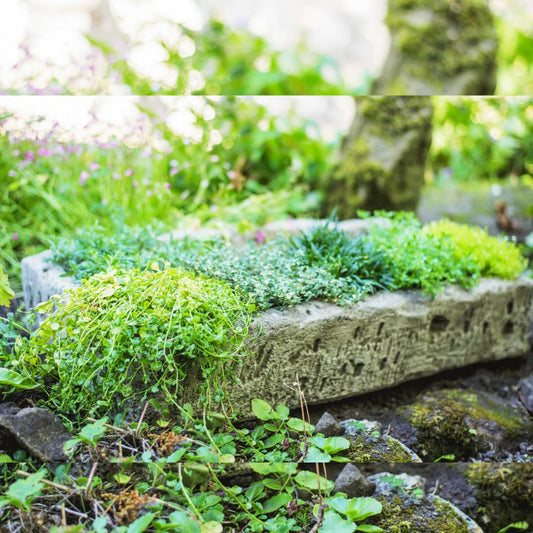 Herb Garden Planter Trough